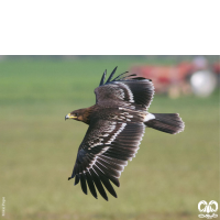 گونه عقاب خالدار بزرگ Greater Spotted Eagle